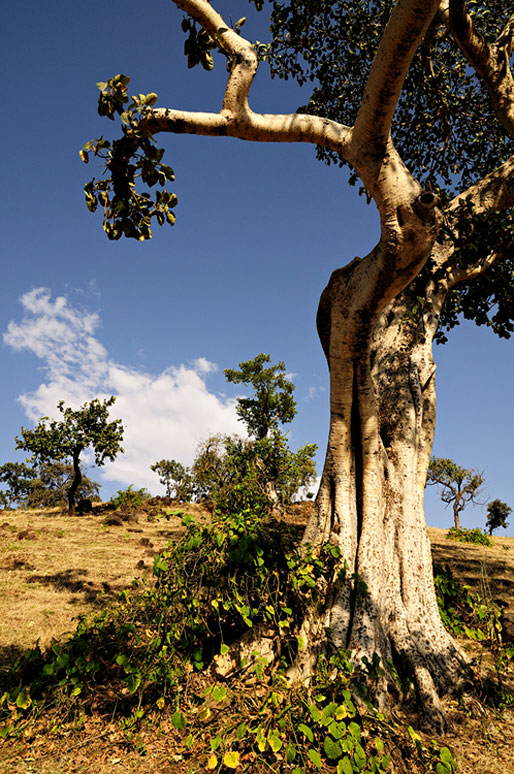 Arbres dans la région des chutes du Nil bleu, Ethiopie