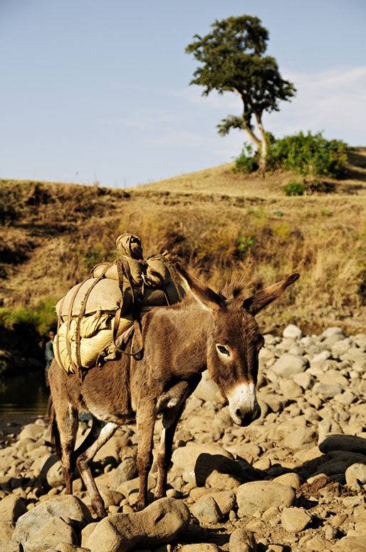 Un âne et son chargement dans la campagne, Ethiopie