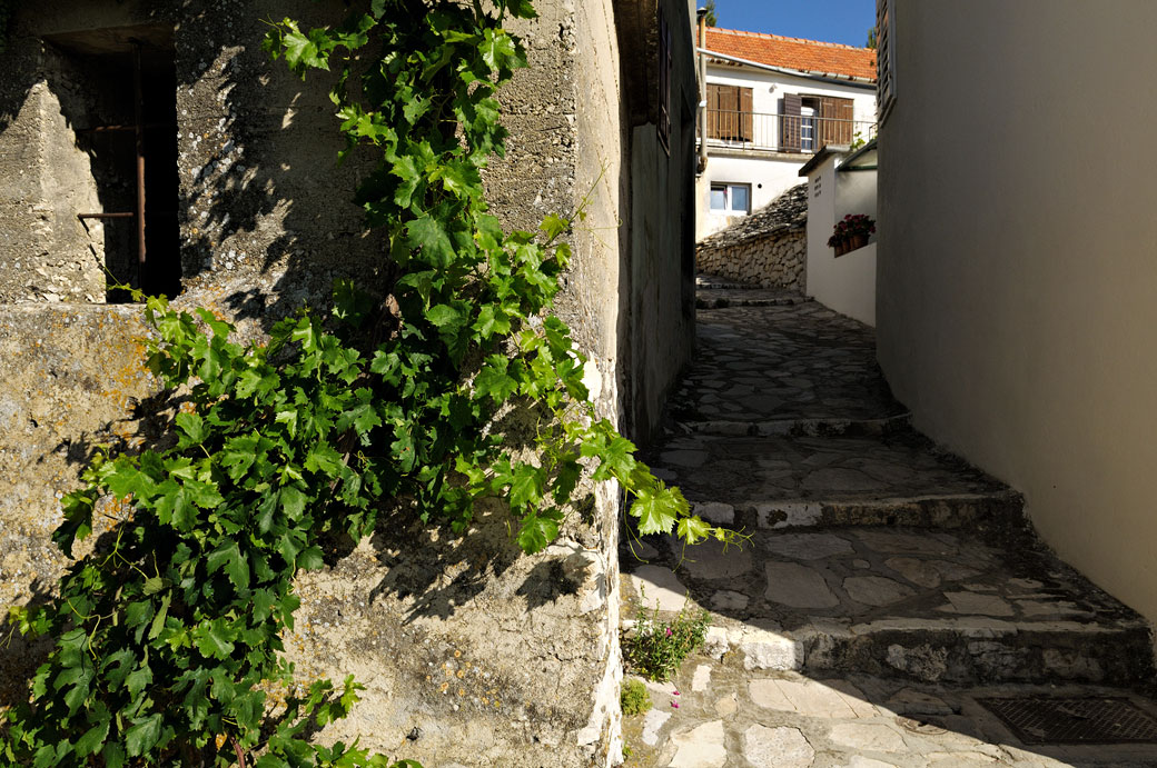 Vigne et ruelle de Primošten, Croatie