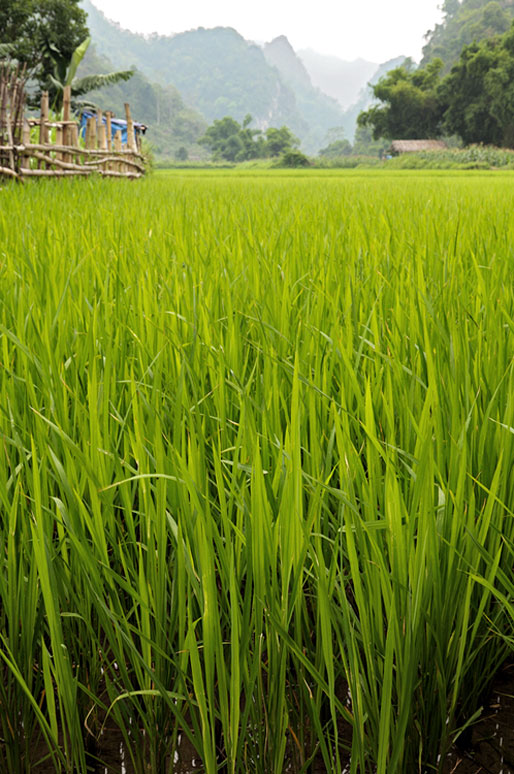 Rizière au cœur du parc national de Ba Be, Vietnam