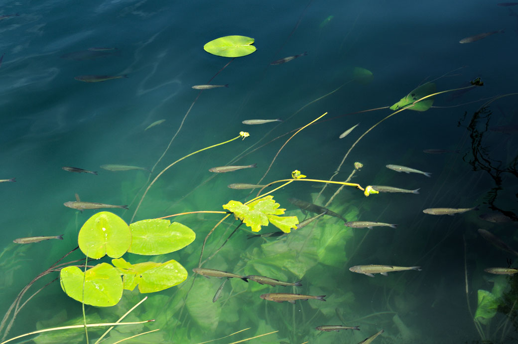 Nombreux poissons dans la rivière Krka, Croatie