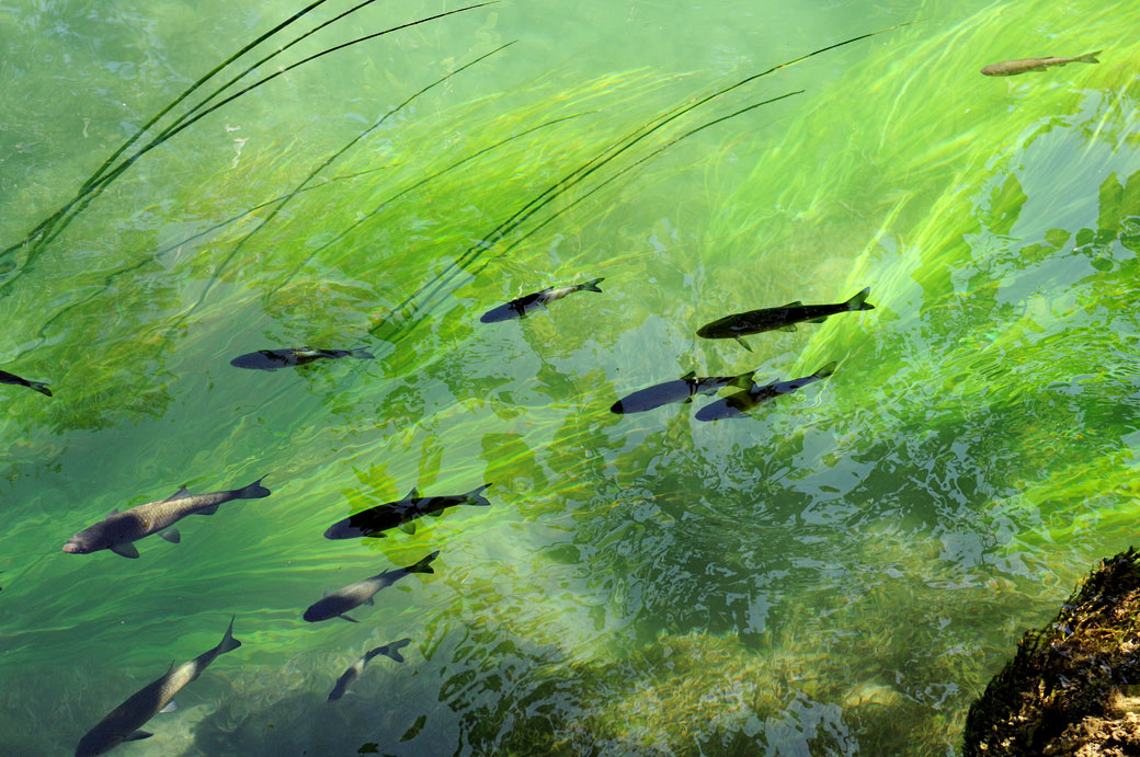 Poissons dans la rivière Krka, Croatie