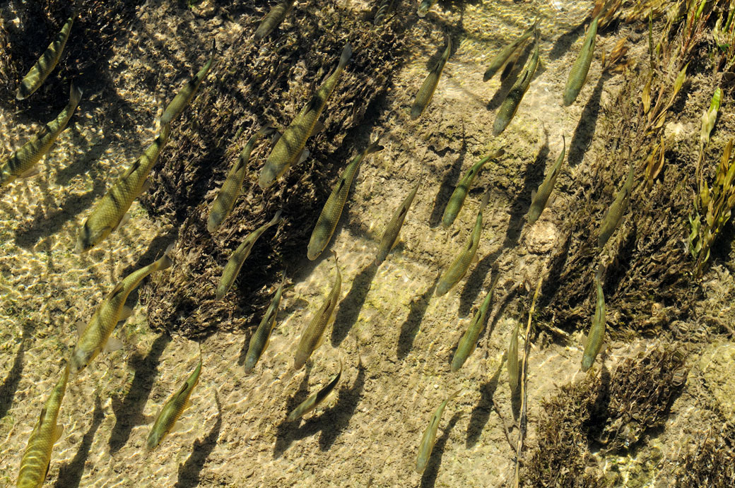 Alignement de poissons dans la rivière Krka, Croatie