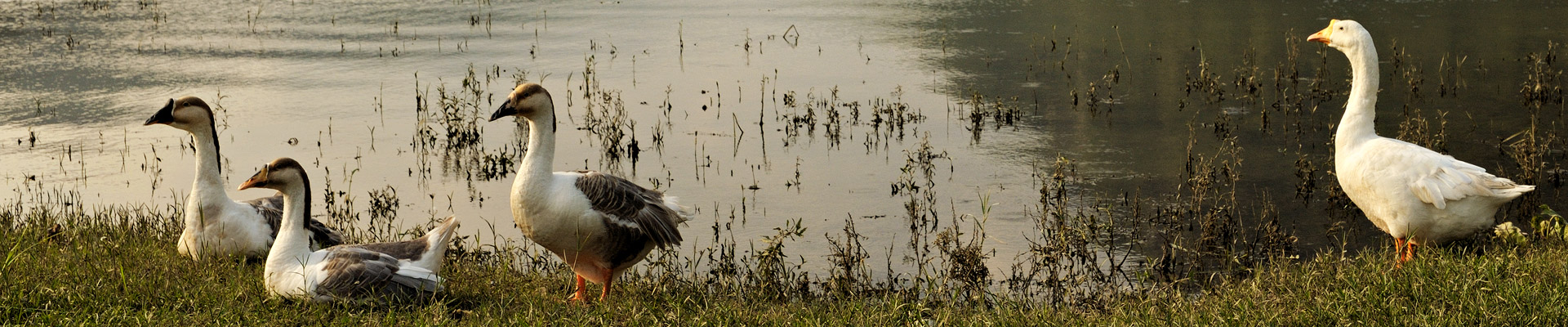 Top image oies au bord du lac de Ba Be, Vietnam