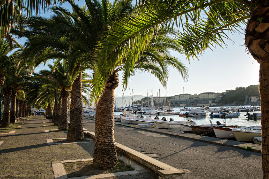 Palmiers au port de Le Grazie, Italie