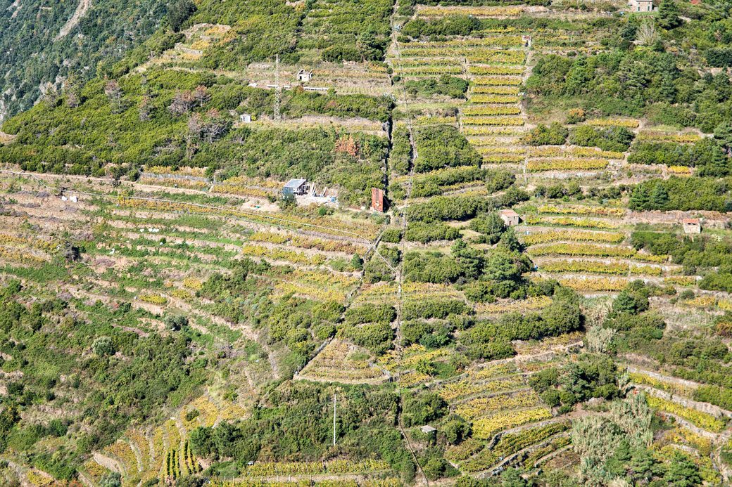 Culture en terrasses dans le parc national des Cinque Terre, Italie