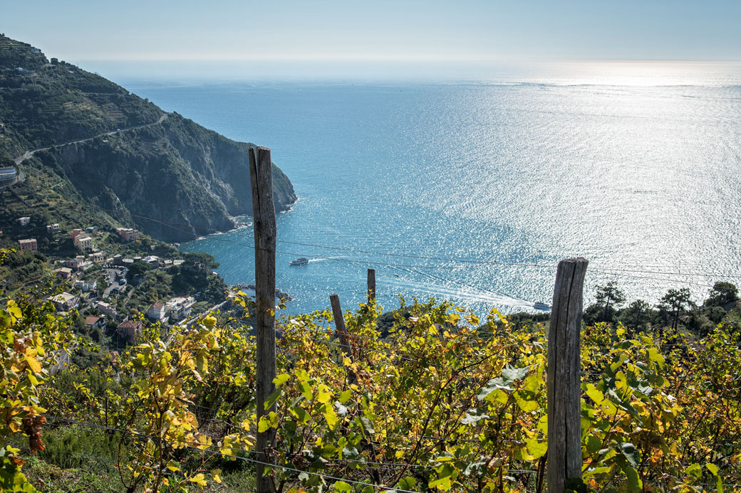 Vignoble au-dessus de Riomaggiore dans les Cinque Terre, Italie