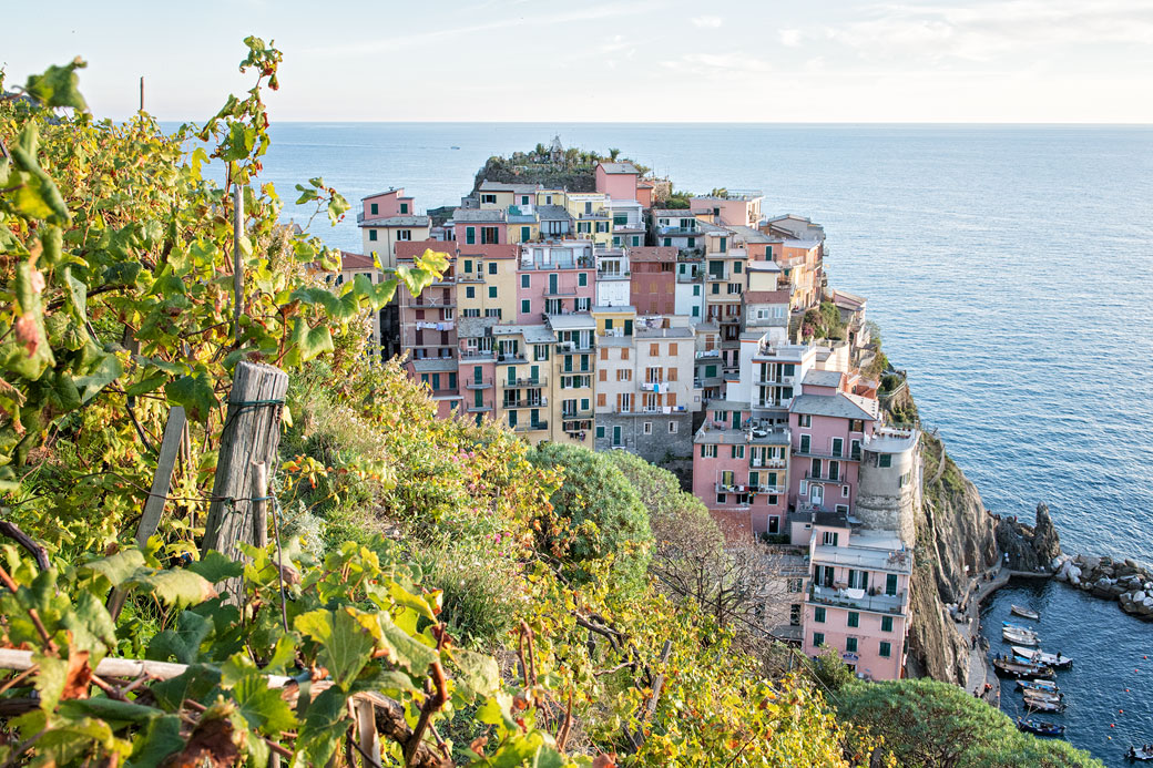 Vignes et village de Manarola dans les Cinque Terre, Italie