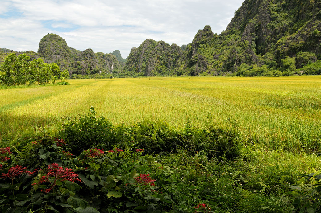 Rizière et montagnes karstiques à Tam Coc, Vietnam