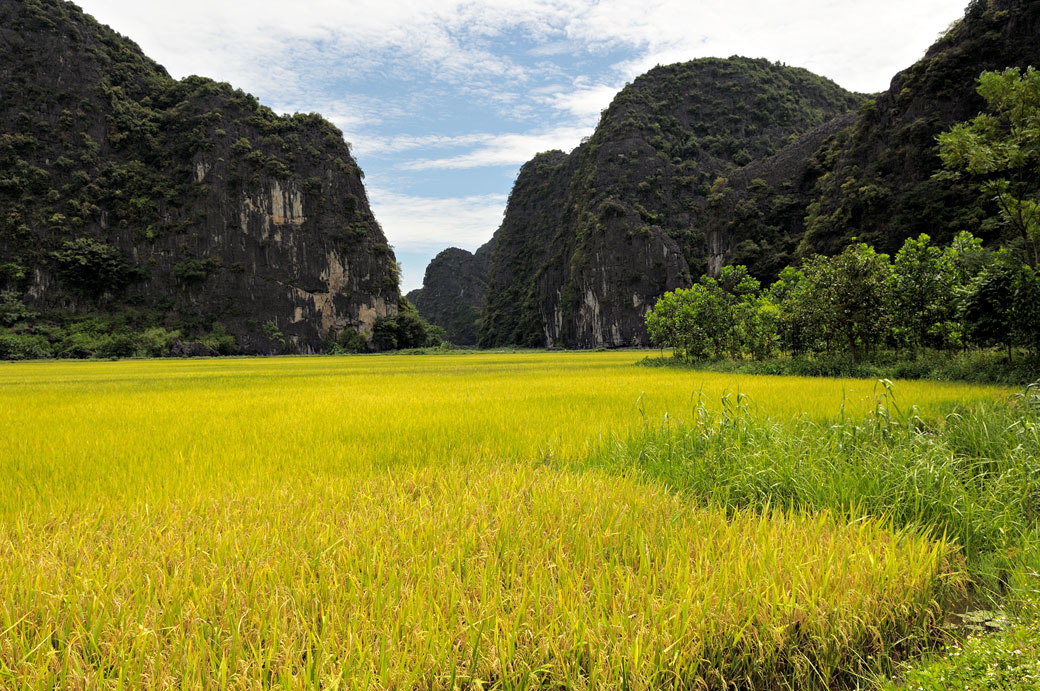 Rizière et montagnes à Tam Coc, Vietnam