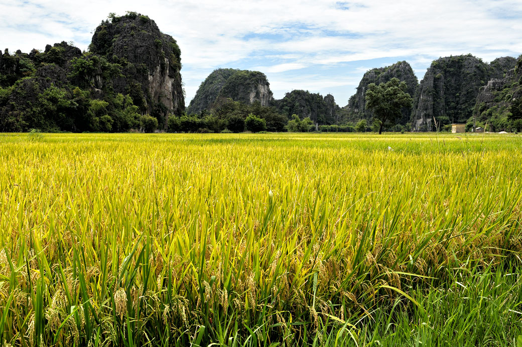 Riz et montagnes karstiques à Tam Coc, Vietnam