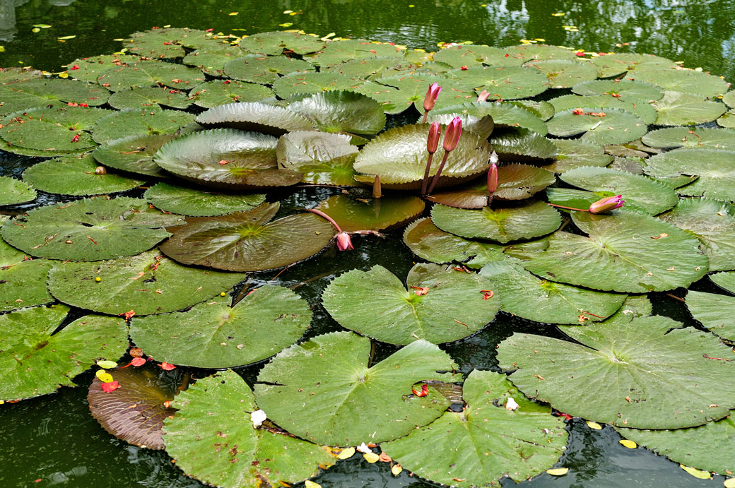 Nénuphars dans un bassin au temple de Thai Vi, Vietnam