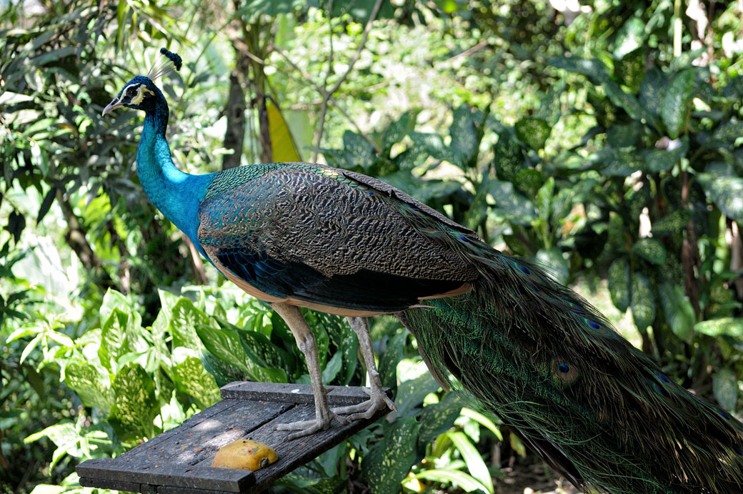 Paon bleu au Kuala Lumpur Bird Park, Malaisie