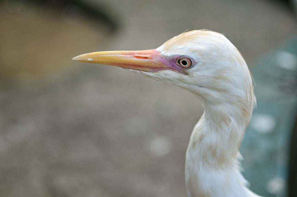 Gros plan d'un oiseau au Kuala Lumpur Bird Park, Malaisie