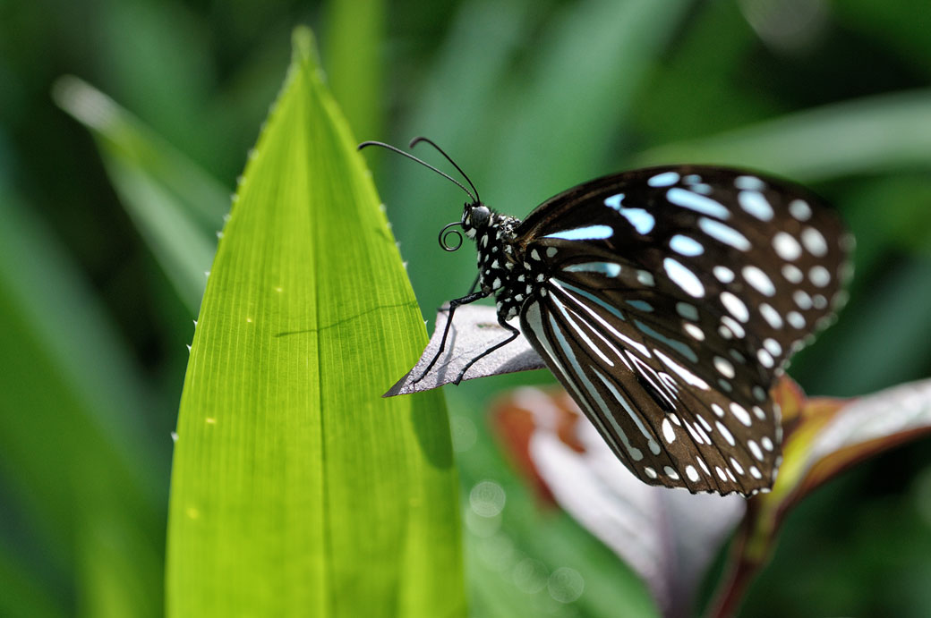 Papillon au Butterfly Park de Kuala Lumpur