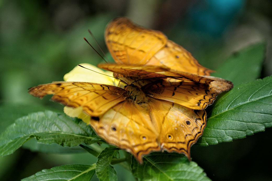 Couple de papillons au Butterfly Park de Kuala Lumpur