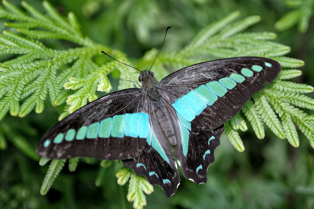 Papillon sur une branche au Butterfly Park de Kuala Lumpur