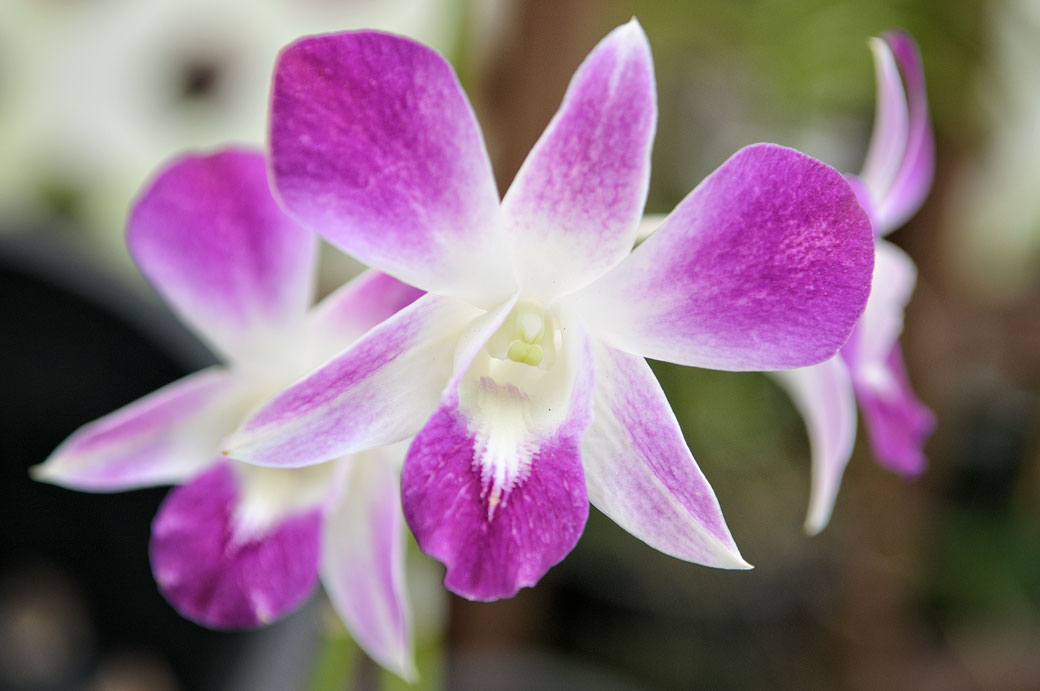 Fleurs d'orchidées à Kuala Lumpur, Malaisie