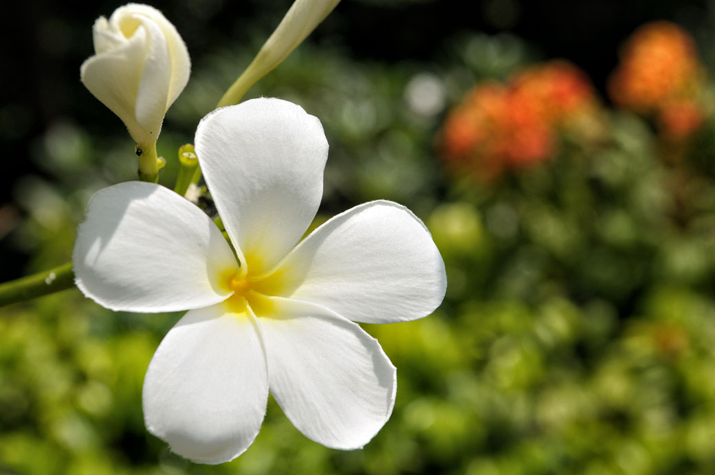 Fleur blanche de frangipanier à Kuala Lumpur