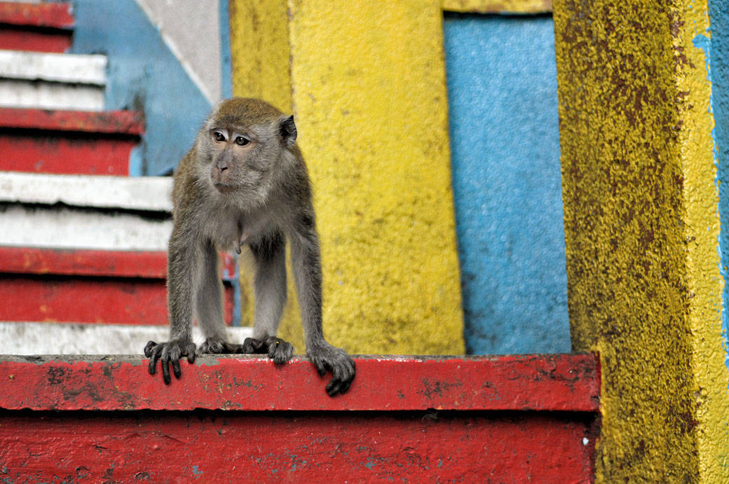 Femelle macaque crabier aux grottes de Batu