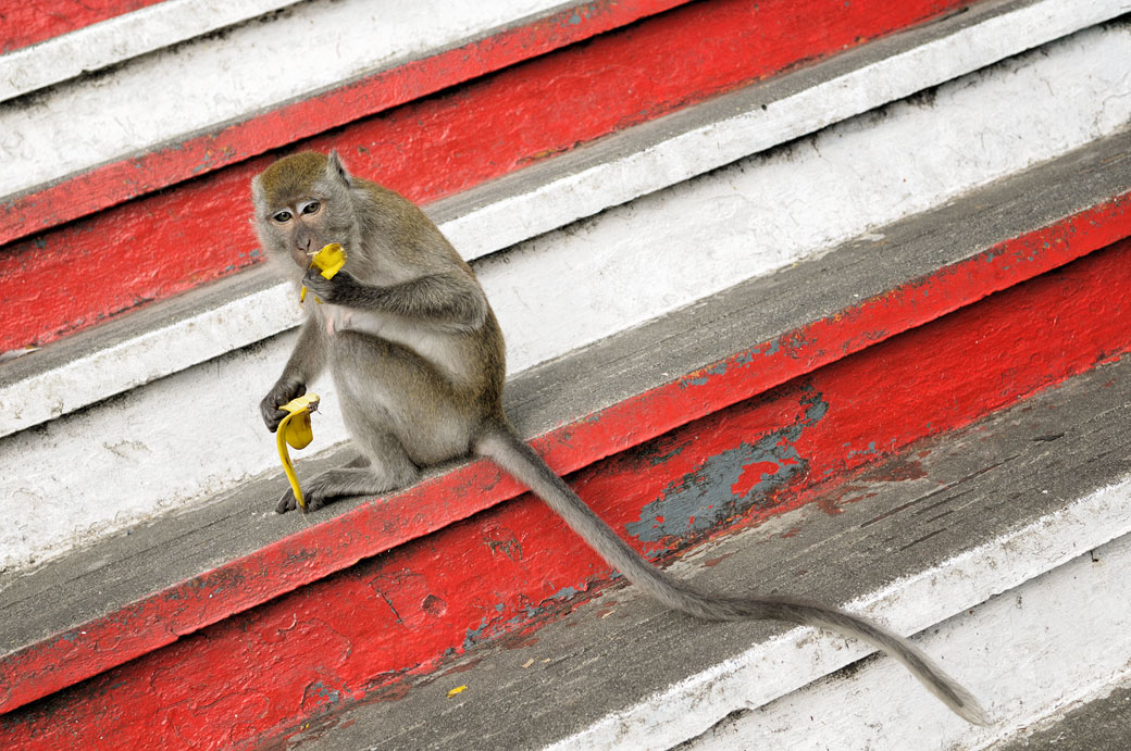 Macaque à longue queue qui mange une banane, Malaisie