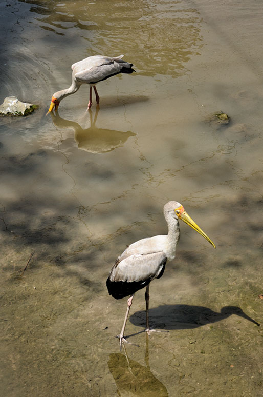 Tantales blancs au Kuala Lumpur Bird Park, Malaisie