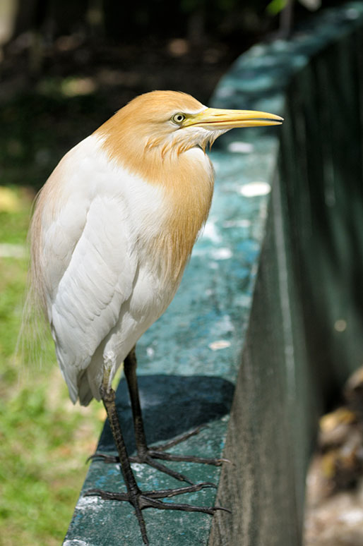 Héron au Kuala Lumpur Bird Park, Malaisie