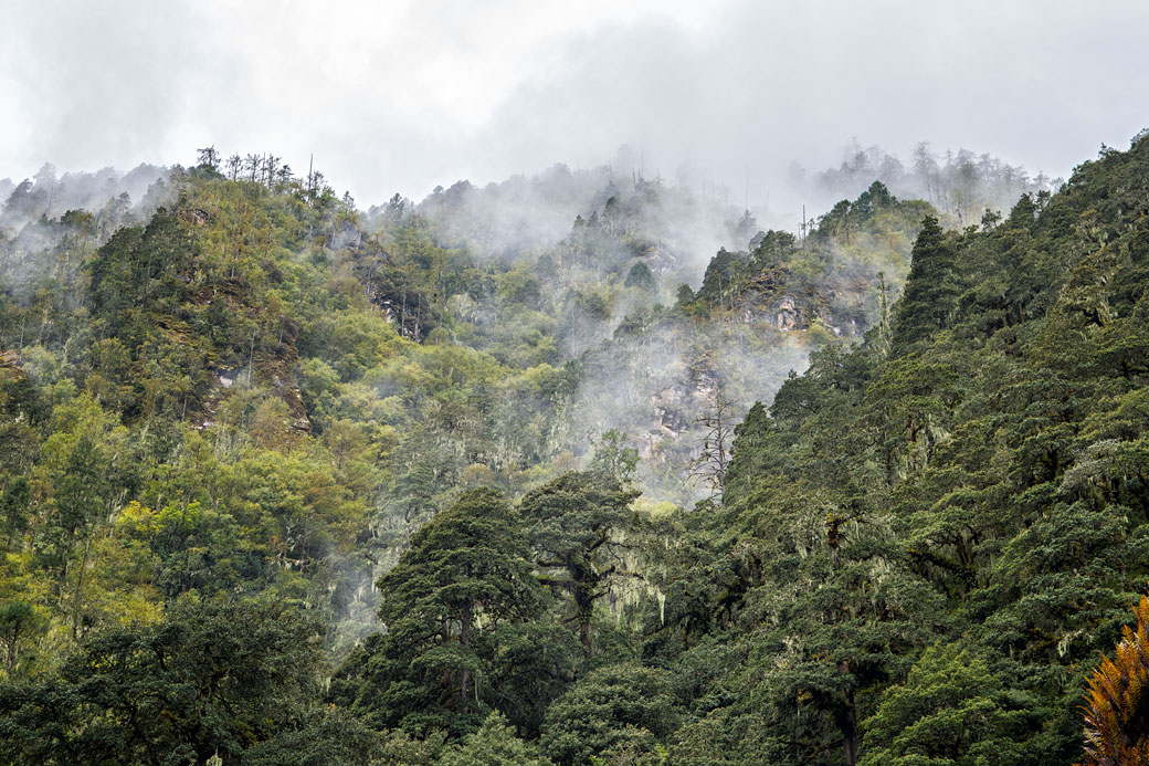 Forêt dense et nuages au camp de Thongo Zampa, Bhoutan