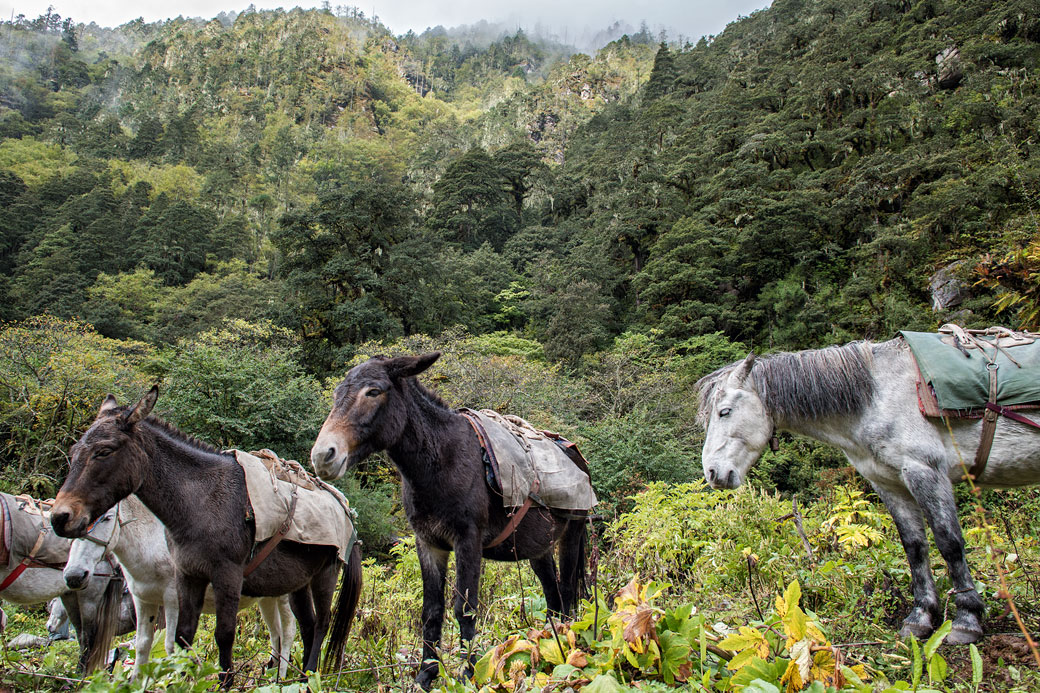 Chevaux et forêt au camp de Thongo Zampa, Bhoutan