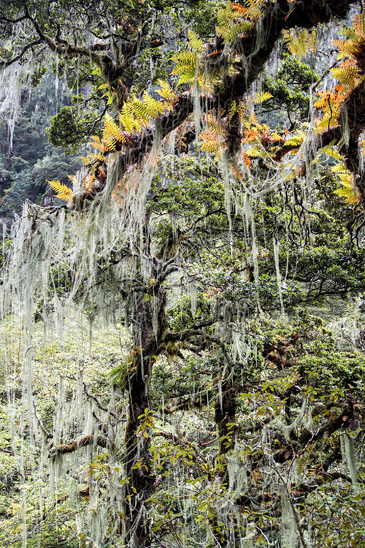 Forêt humide en route pour Soi Thangthangkha, Bhoutan