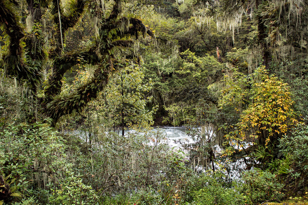 Forêt dense humide et rivière Paro Chhu, Bhoutan