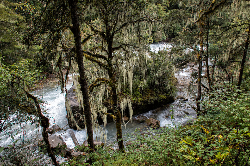 Forêt humide et rivière Paro Chhu, Bhoutan