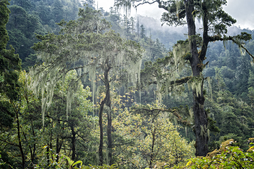 Forêt tropicale de montagne entre Thongo Zampa et Soi Thangthangkha, Bhoutan