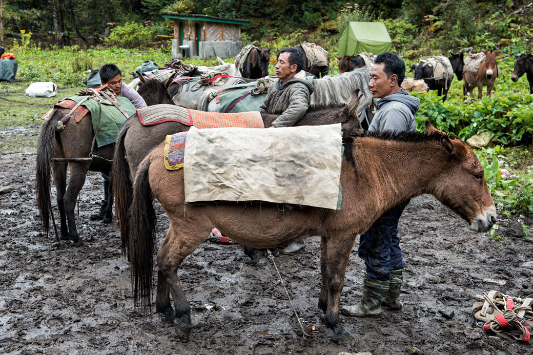 Préparation des chevaux et mulets au camp de Soi Thangthangkha, Bhoutan