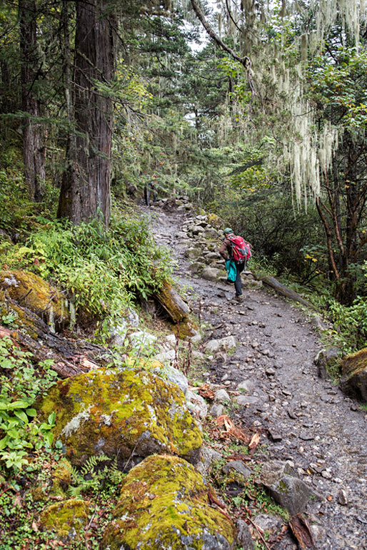 Sentier qui monte dans la forêt humide, Bhoutan