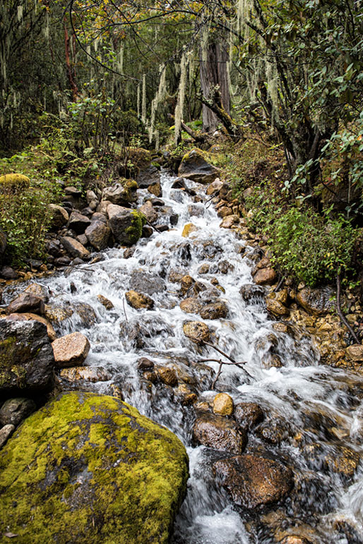 Ruisseau dans la forêt tropicale de montagne, Bhoutan