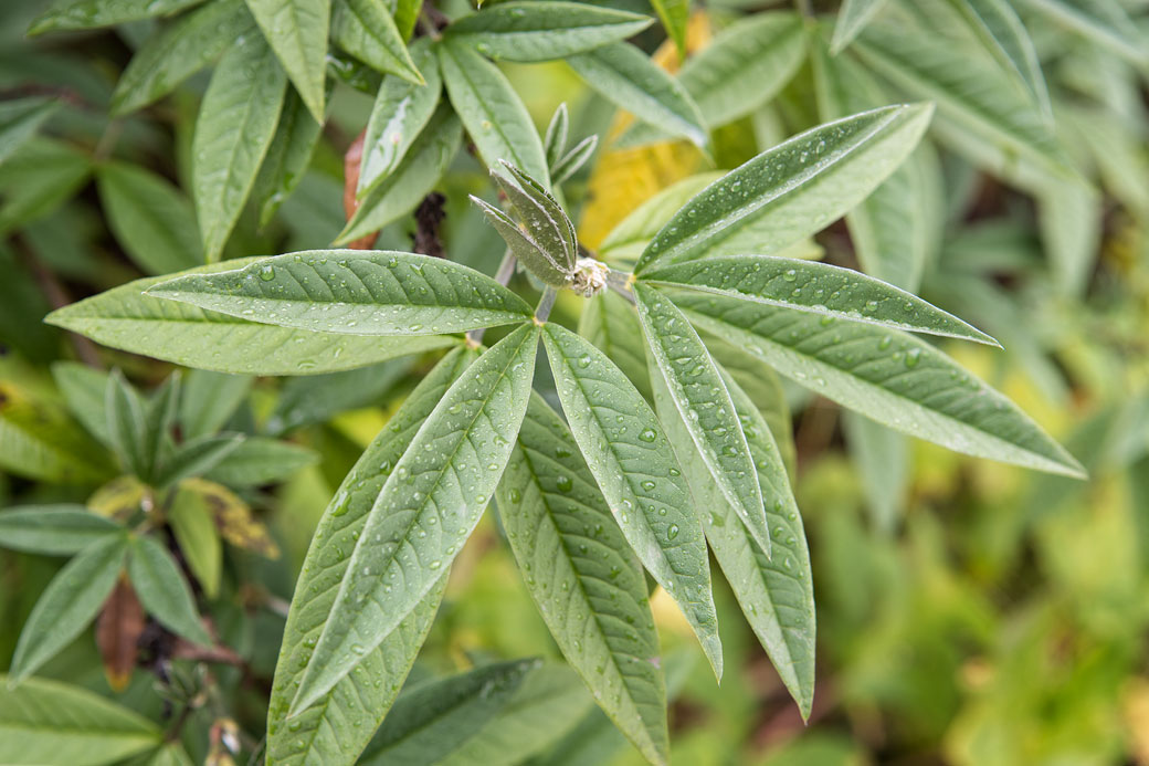 Gouttes d'eau sur les feuilles d'une plante, Bhoutan