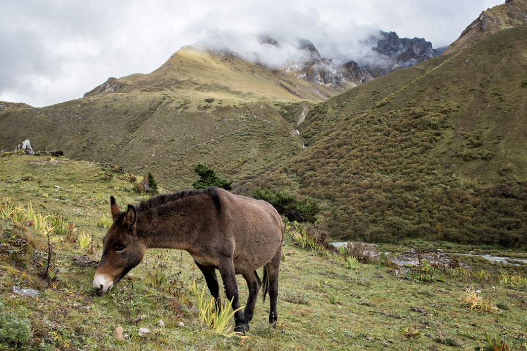 Mulet au camp de Jangothang, Bhoutan