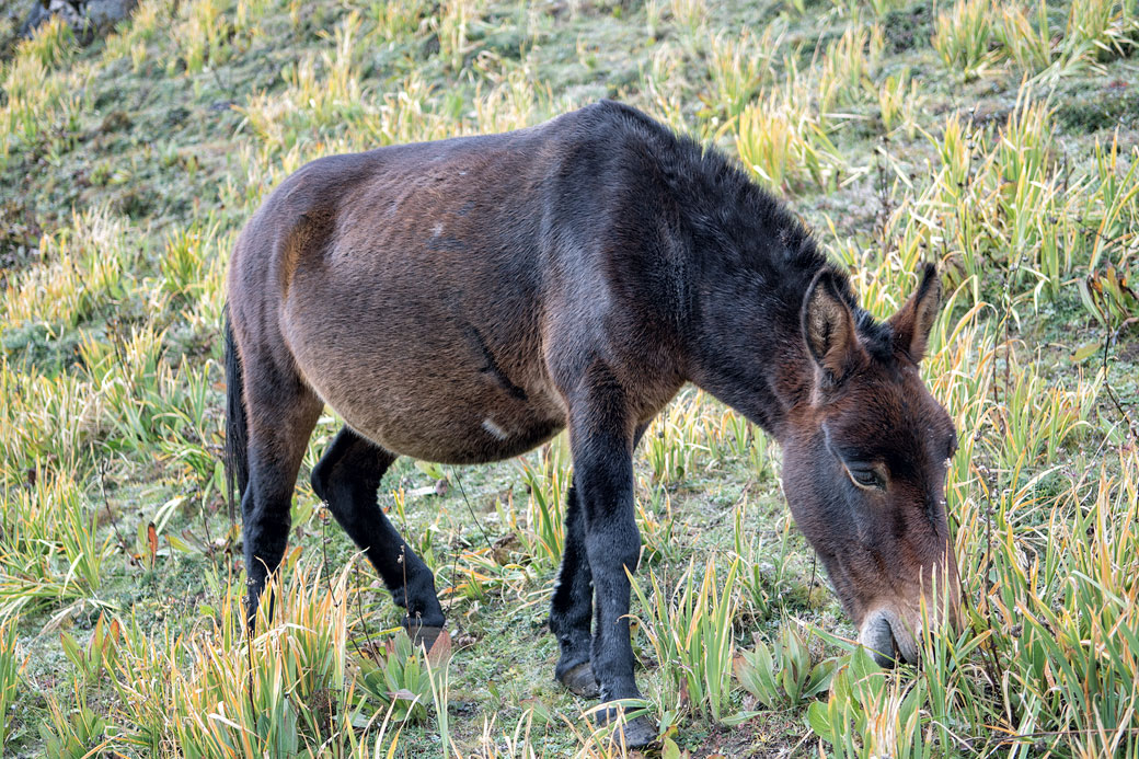 Mulet qui broute à Jangothang, Bhoutan