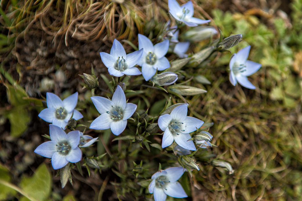 Fleurs bleues de l'Himalaya près de Jangothang, Bhoutan