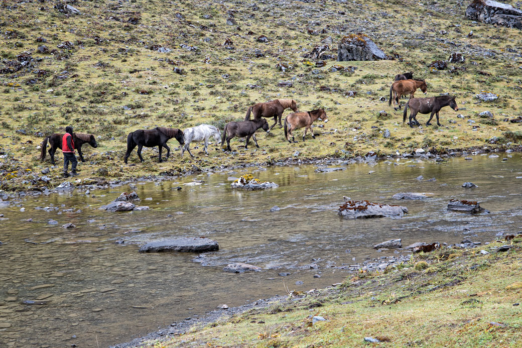 Chevaux au bord de Tshophu Lake, Bhoutan