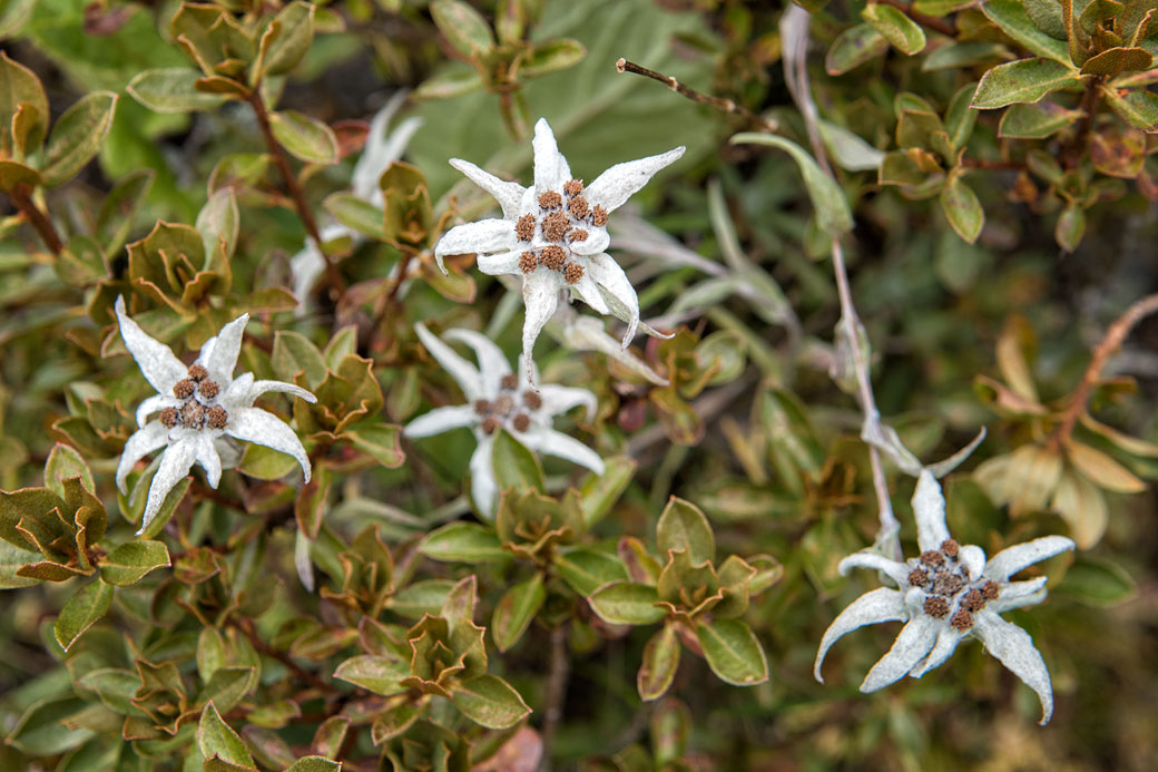 Edelweiss de l'Himalaya près de Jangothang, Bhoutan