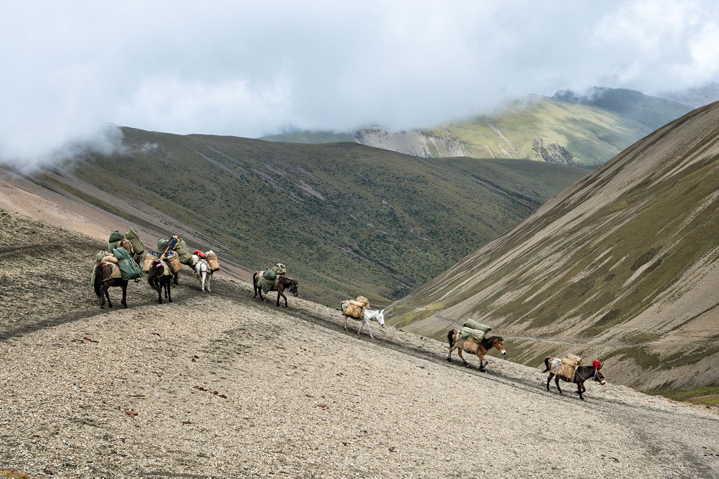 Chevaux qui redescendent le col de Nyile La, Bhoutan