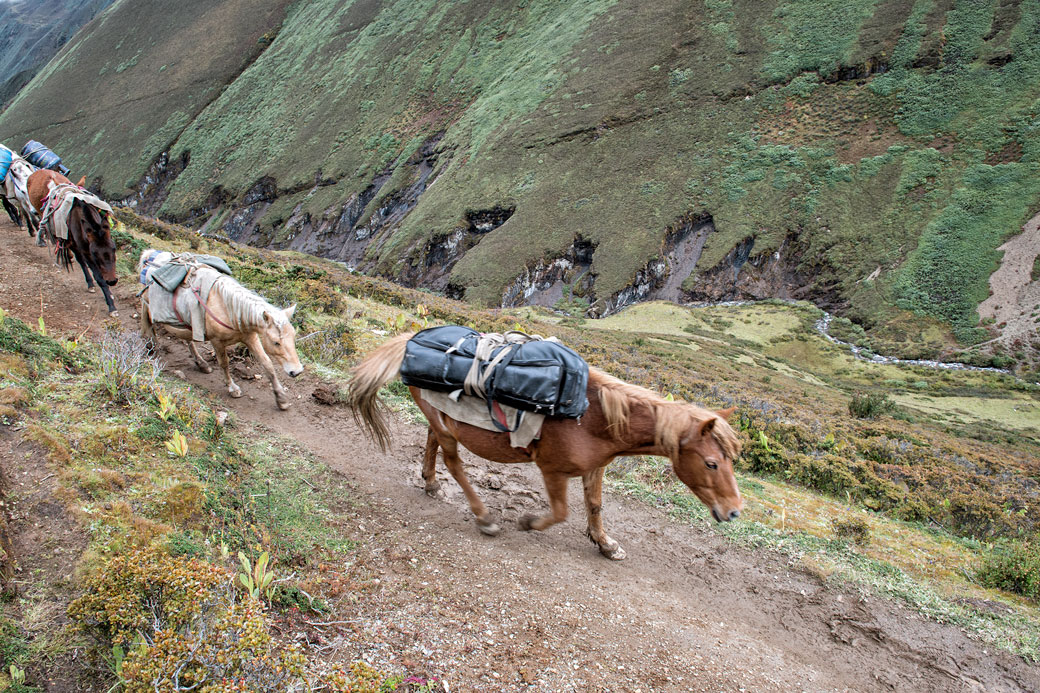 Chevaux qui remontent la vallée entre Lingshi et Nyile La, Bhoutan