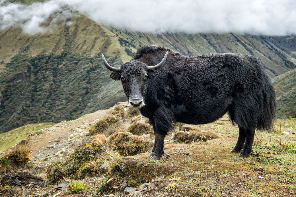 Regard fixe d'un yak entre Lingshi et Chebisa, Bhoutan