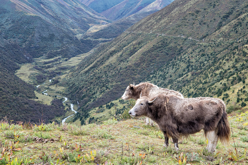Yaks au-dessus d'une vallée entre Lingshi et Chebisa, Bhoutan