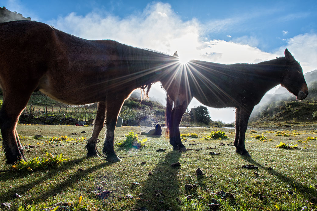 Âne et cheval à Chebisa au lever du soleil, Bhoutan