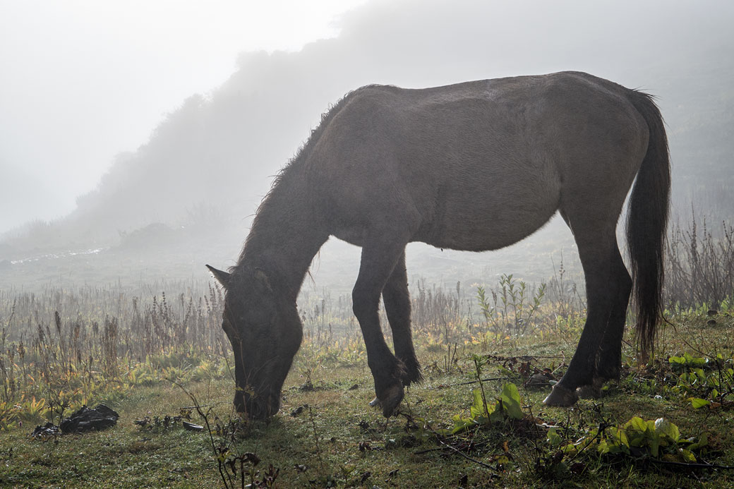 Cheval qui broute dans la brume à Chebisa, Bhoutan