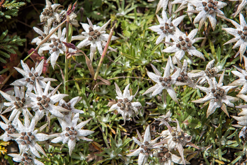 Edelweiss de l'Himalaya près du col de Gombu La, Bhoutan