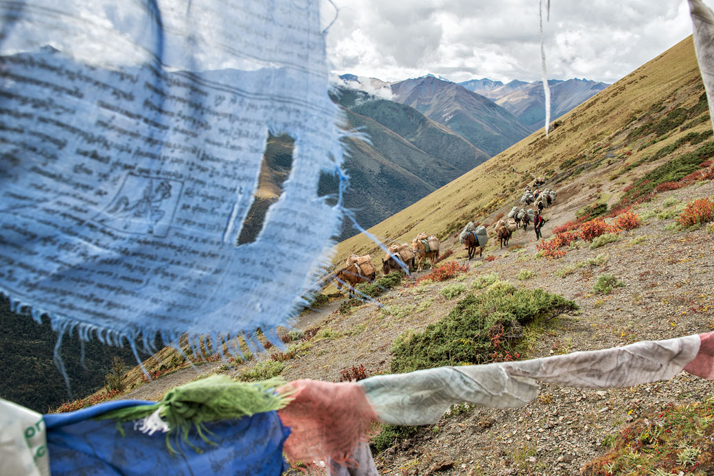 Drapeaux de prières et chevaux au col de Gombu La, Bhoutan